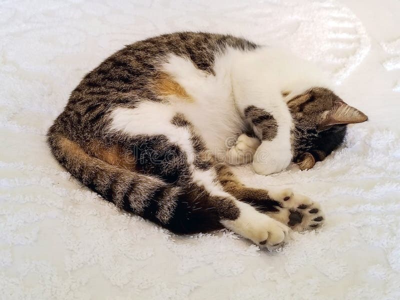 Sixtoed Cat Sleeping on Bedspread Stock Image Image of polydactyl