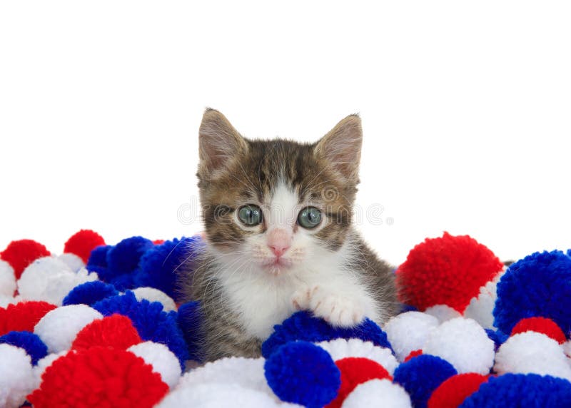 Polydactyl grey and white kitten in red white and blue yarn balls, isolated