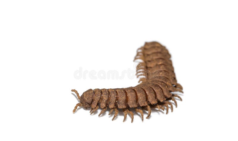 Polydesmidae millipede on white background royalty free stock photo