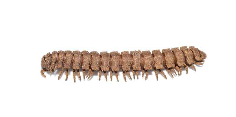 Polydesmidae millipede on white background stock images