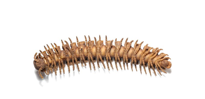 Polydesmidae millipede on white background stock image