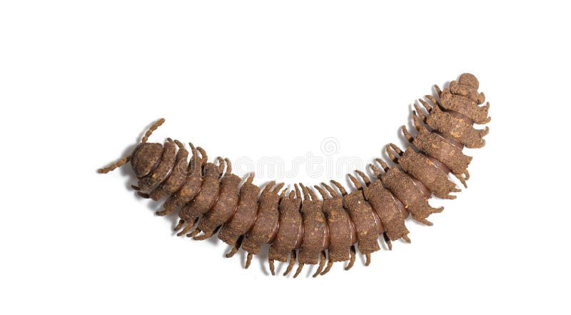 Polydesmidae millipede on white background royalty free stock image