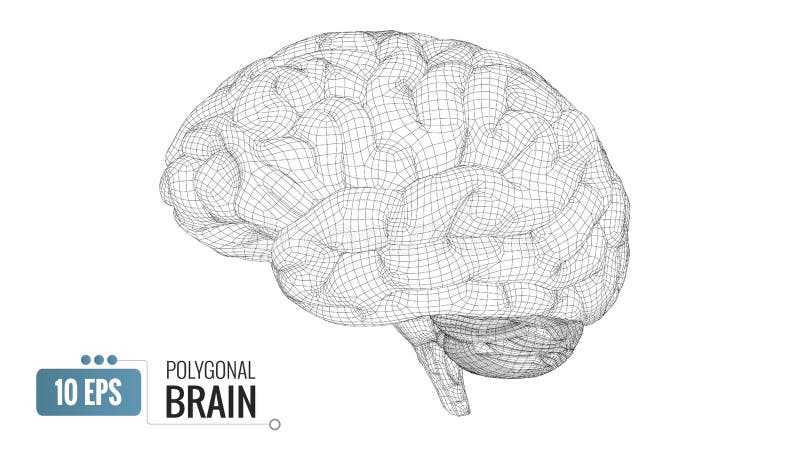 polygonal hjärna för wireframe 3D på vit BG royaltyfri illustrationer polygonal hjärna för wireframe 3D på vit BG royaltyfri illustrationer