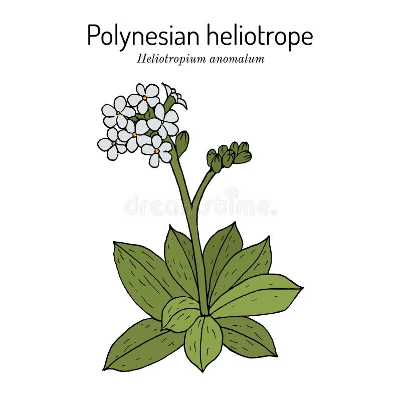 870+ Heliotrope Flower Stock Photos, Pictures & Royalty-Free Images -  iStock | Sandalwood, Rose, Orange blossom