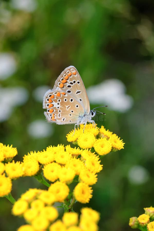 Polyommatus bellargus, Adonis Blue, is a butterfly in the family Lycaenidae. Beautiful butterfly sitting on stem. Occurence of species in Europe, Russia and stock image Polyommatus bellargus, Adonis Blue, is a butterfly in the family Lycaenidae. Beautiful butterfly sitting on stem. Occurence of species in Europe, Russia and stock image