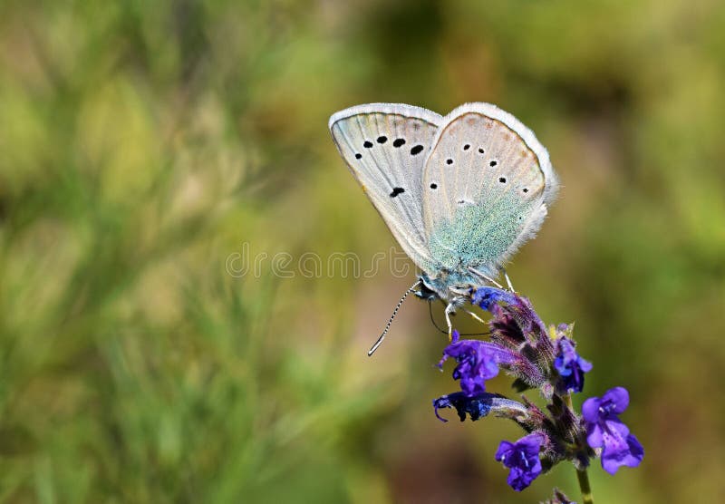 Polyommatus corona butterfly nectar suckling on flower , butterflies of Iran