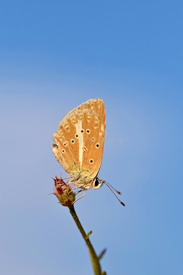 Polyommatus firdussii , The Firdussi`s blue butterfly on flower