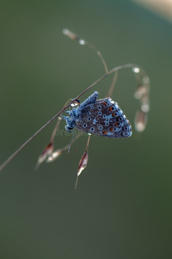 A Polyommatus icarus blue butterfly is the Lycaenidae and the subfamily Polyommatinae in the early morning in dew