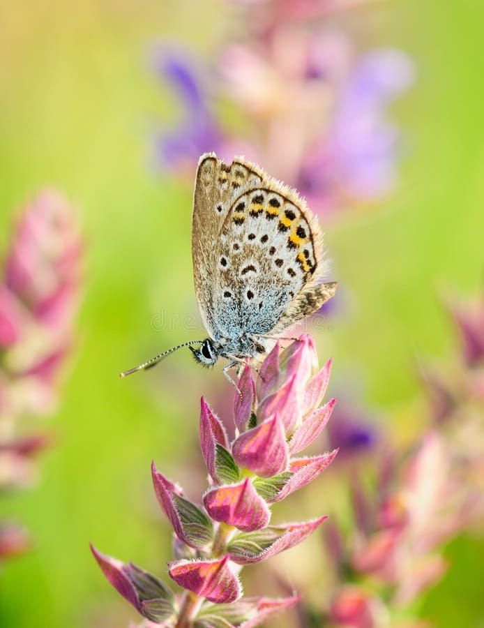 Polyommatus Icarus, Common Blue, is a butterfly in the family Lycaenidae. Beautiful butterfly sitting on flower. royalty free stock photography Polyommatus Icarus, Common Blue, is a butterfly in the family Lycaenidae. Beautiful butterfly sitting on flower. royalty free stock photography