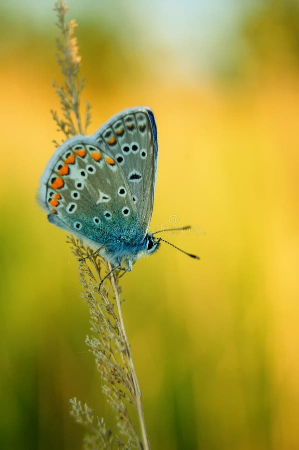 Polyommatus Icarus, Common Blue, is a butterfly in the family Lycaenidae. Beautiful butterfly sitting on flower.