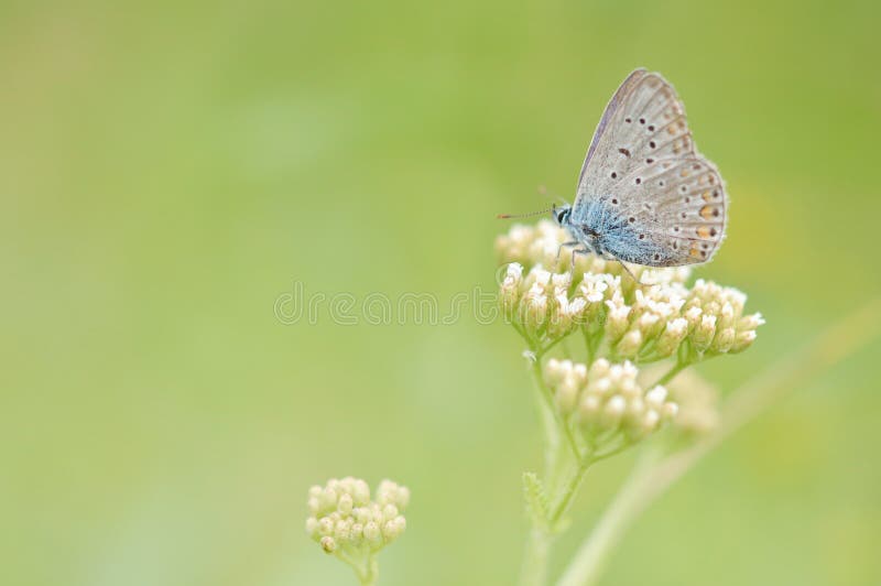 The common blue butterfly Polyommatus icarus is a butterfly in the family Lycaenidae and subfamily Polyommatinae. The common blue butterfly Polyommatus icarus is a butterfly in the family Lycaenidae and subfamily Polyommatinae