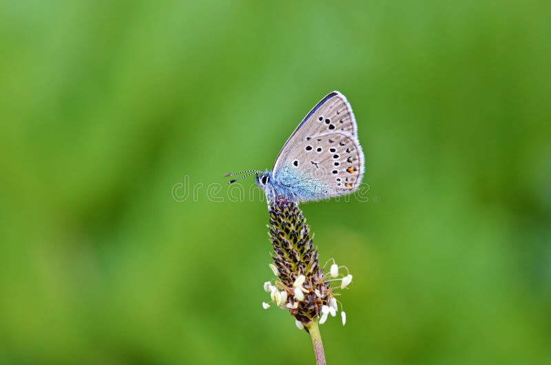 The macro close up of Polyommatus semiargus , the Mazarine blue on flower in green bokeh background , a Palearctic butterfly in the family Lycaenidae. The macro close up of Polyommatus semiargus , the Mazarine blue on flower in green bokeh background , a Palearctic butterfly in the family Lycaenidae