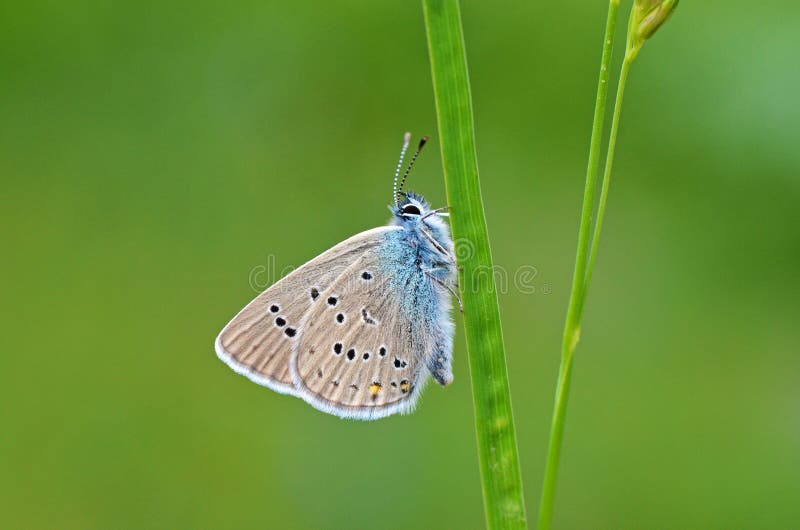 The macro close up of Polyommatus semiargus , the Mazarine blue on grass in green background , a Palearctic butterfly in the family Lycaenidae. The macro close up of Polyommatus semiargus , the Mazarine blue on grass in green background , a Palearctic butterfly in the family Lycaenidae