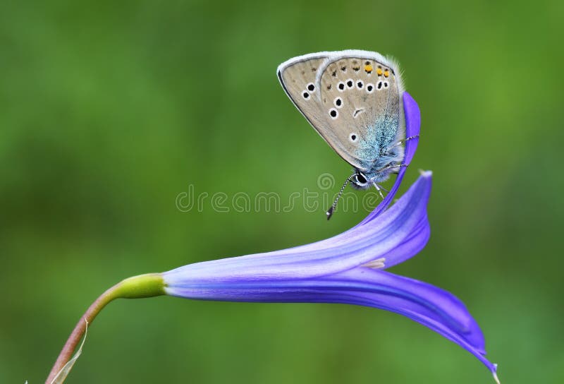 Unique and beautiful macro photo of Polyommatus semiargus , the Mazarine blue butterfly sitting on blue flower in green bokeh background , a Palearctic butterfly in the family Lycaenidae. Unique and beautiful macro photo of Polyommatus semiargus , the Mazarine blue butterfly sitting on blue flower in green bokeh background , a Palearctic butterfly in the family Lycaenidae