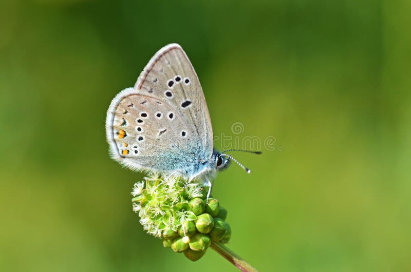 The beautiful macro photo of Polyommatus semiargus , the Mazarine blue on flower in green yellow  bokeh background , a Palearctic butterfly in the family Lycaenidae. The beautiful macro photo of Polyommatus semiargus , the Mazarine blue on flower in green yellow  bokeh background , a Palearctic butterfly in the family Lycaenidae