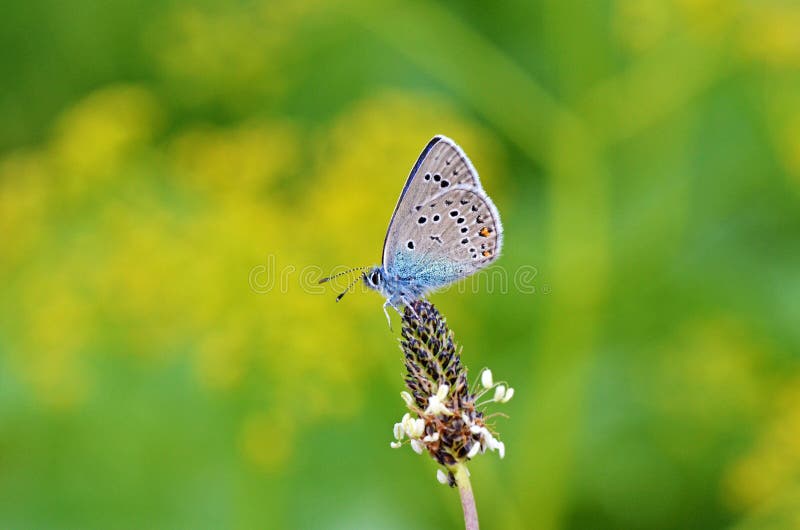 The beautiful macro photo of Polyommatus semiargus , the Mazarine blue on flower in green yellow  bokeh background , a Palearctic butterfly in the family Lycaenidae. The beautiful macro photo of Polyommatus semiargus , the Mazarine blue on flower in green yellow  bokeh background , a Palearctic butterfly in the family Lycaenidae