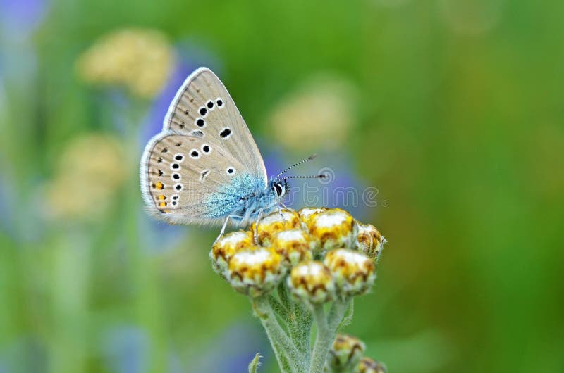 The beautiful macro photo of Polyommatus semiargus , the Mazarine blue on flower in green yellow  bokeh background , a Palearctic butterfly in the family Lycaenidae. The beautiful macro photo of Polyommatus semiargus , the Mazarine blue on flower in green yellow  bokeh background , a Palearctic butterfly in the family Lycaenidae