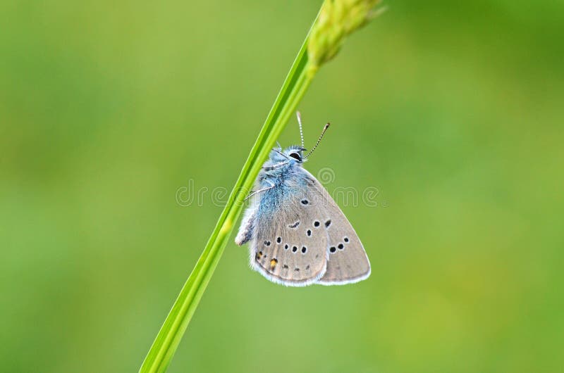 The beautiful macro photo of Polyommatus semiargus , the Mazarine blue on grass in green yellow bokeh background , a Palearctic butterfly in the family Lycaenidae. The beautiful macro photo of Polyommatus semiargus , the Mazarine blue on grass in green yellow bokeh background , a Palearctic butterfly in the family Lycaenidae