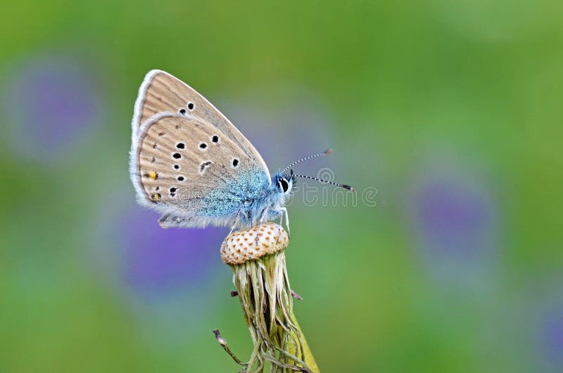 The beautiful macro photo of Polyommatus semiargus , the Mazarine blue sitting on plant in green blue bokeh background , a Palearctic butterfly in the family Lycaenidae. The beautiful macro photo of Polyommatus semiargus , the Mazarine blue sitting on plant in green blue bokeh background , a Palearctic butterfly in the family Lycaenidae