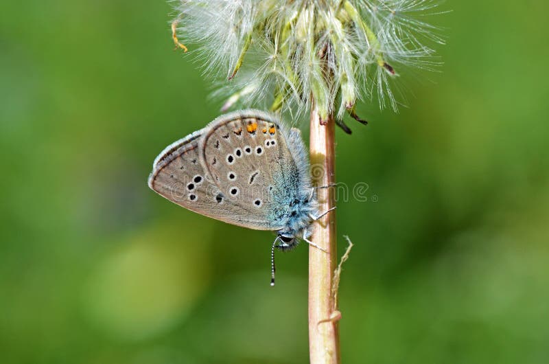 The macro close up of Polyommatus semiargus , the Mazarine blue on dandelion , a Palearctic butterfly in the family Lycaenidae. The macro close up of Polyommatus semiargus , the Mazarine blue on dandelion , a Palearctic butterfly in the family Lycaenidae