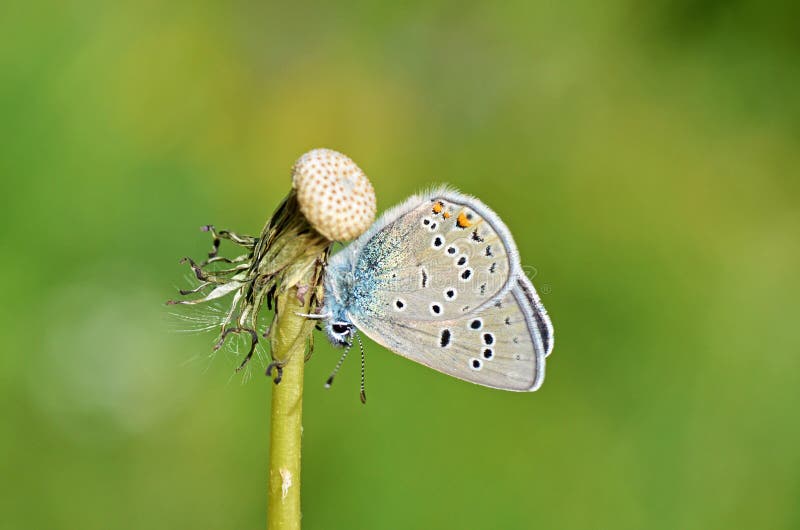 The macro close up of Polyommatus semiargus , the Mazarine blue on dandelion , a Palearctic butterfly in the family Lycaenidae. The macro close up of Polyommatus semiargus , the Mazarine blue on dandelion , a Palearctic butterfly in the family Lycaenidae