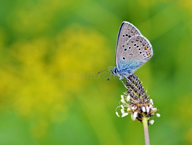 The macro close up of Polyommatus semiargus , the Mazarine blue on flower in green yellow  bokeh background , a Palearctic butterfly in the family Lycaenidae. The macro close up of Polyommatus semiargus , the Mazarine blue on flower in green yellow  bokeh background , a Palearctic butterfly in the family Lycaenidae