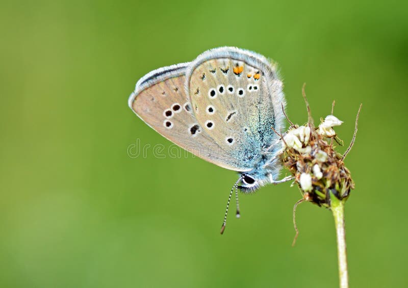 The macro close up of Polyommatus semiargus , the Mazarine blue, a Palearctic butterfly in the family Lycaenidae. The macro close up of Polyommatus semiargus , the Mazarine blue, a Palearctic butterfly in the family Lycaenidae