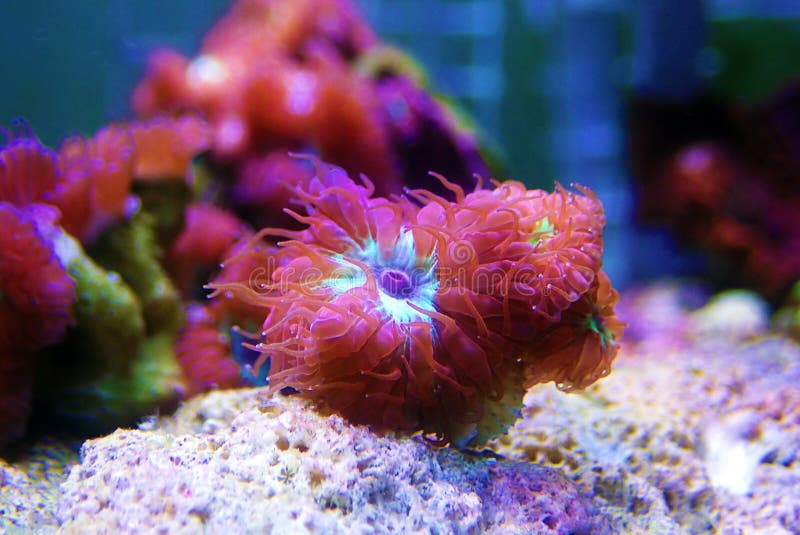 Pink Polyps of Blastomussa Meletti LPS coral on frag plug. Pink Polyps of Blastomussa Meletti LPS coral on frag plug