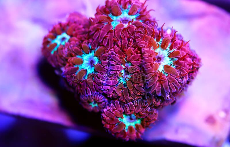 Pink Polyps of Blastomussa Meletti LPS coral on frag plug. Pink Polyps of Blastomussa Meletti LPS coral on frag plug