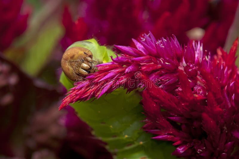 Polyphemus-Mottenwurm auf rotem Celosia plumosa stockfotografie Polyphemus-Mottenwurm auf rotem Celosia plumosa stockfotografie