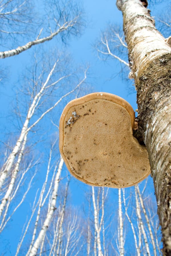 Polypore on a birch tree