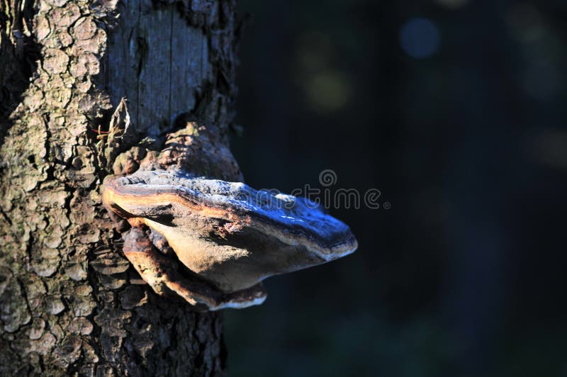 Polypore de champignon de parenthèse sur le tronc d'arbre image libre de droits Polypore de champignon de parenthèse sur le tronc d'arbre image libre de droits