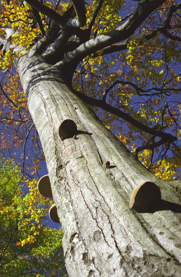 Polyporus