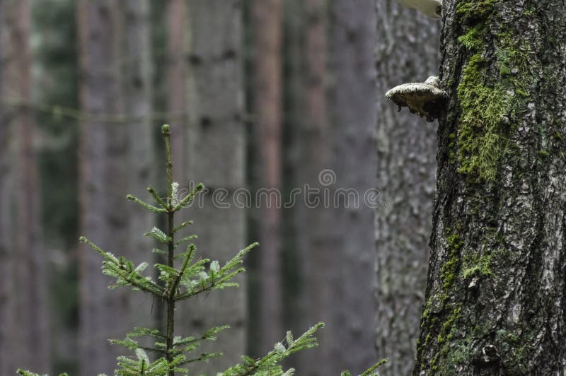 Polyporus auf einem Baum stockbild Polyporus auf einem Baum stockbild