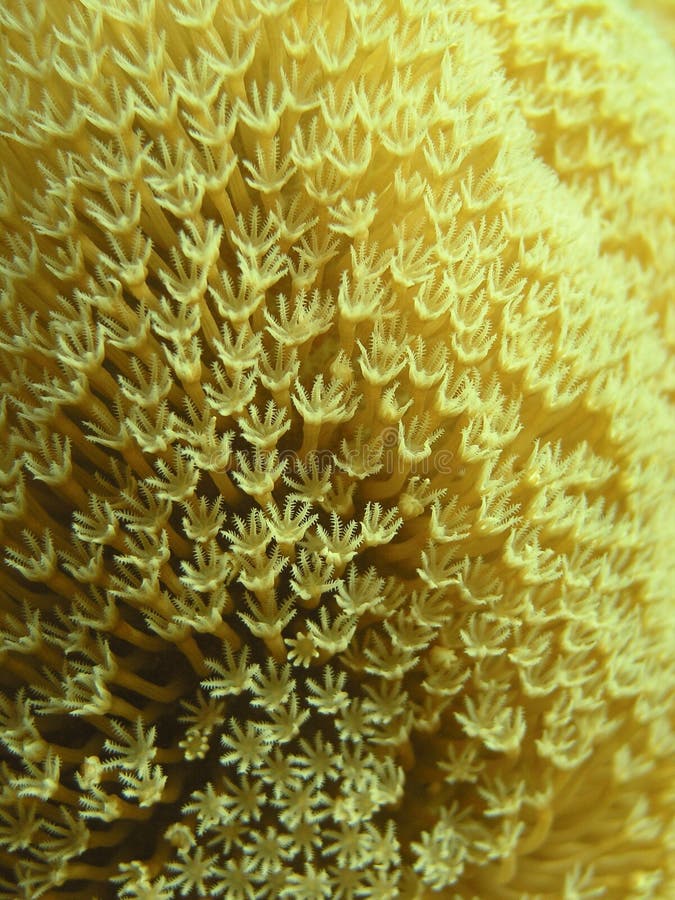 Polyps of mushroom coral