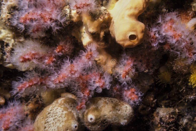 Polyps, Sponges and Algae in the Marine Reef Stock Image Image of biology, ecosystem 109036277