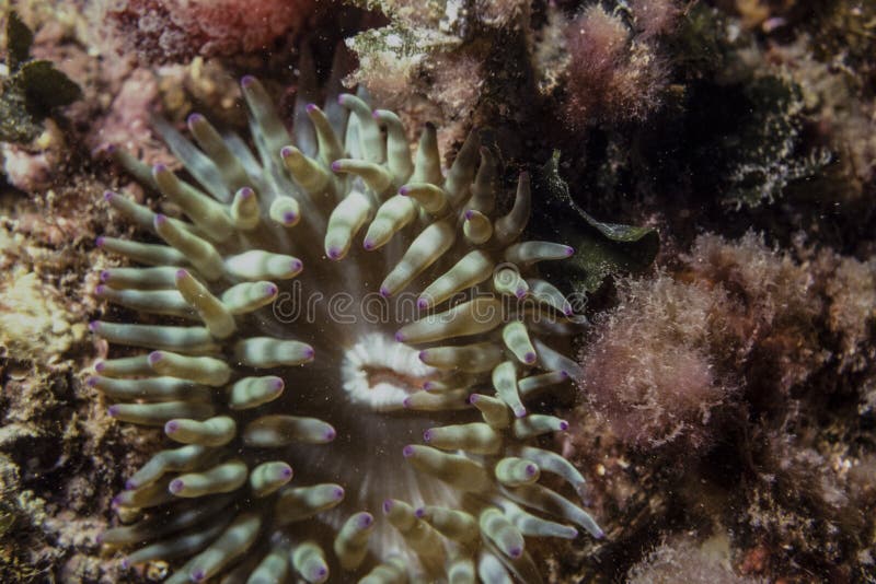 Polyps, Sponges and Algae in the Marine Reef Stock Image Image of biology, ecosystem 109036277
