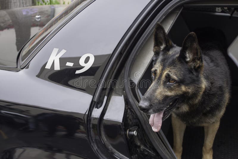 Polícia K-9 no carro-patrulha