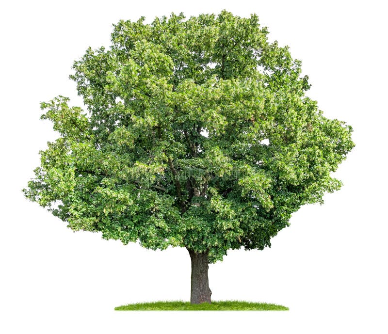 Pom de var izolat pe fond alb royalty free stock photos