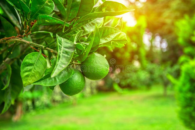 Pom var royalty free stock images