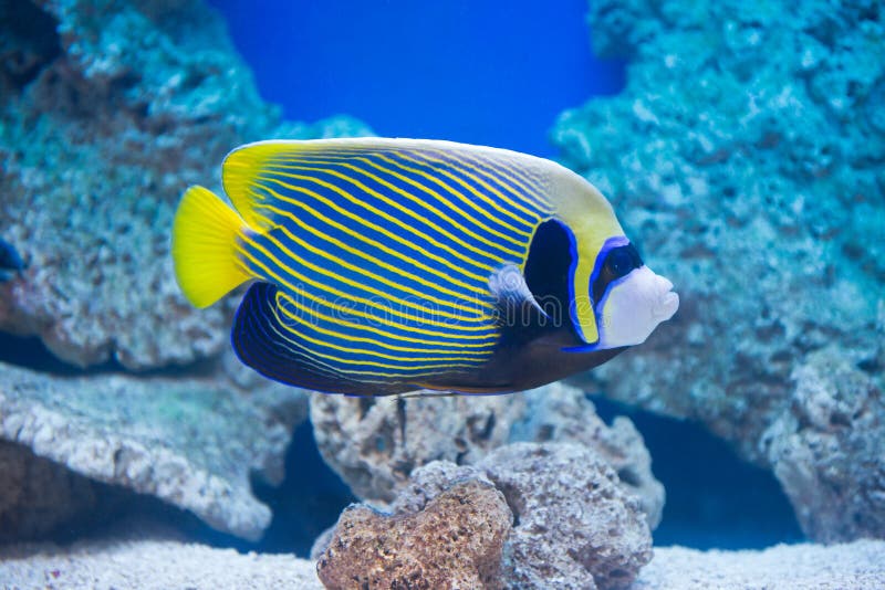 Pomacanthus imperator - emperor angelfish