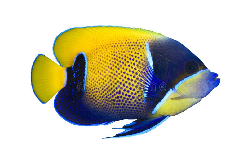 pomacanthus navarchus ψαριών τροπικό στοκ εικόνα με δικαίωμα ελεύθερης χρήσης pomacanthus navarchus ψαριών τροπικό στοκ εικόνα με δικαίωμα ελεύθερης χρήσης