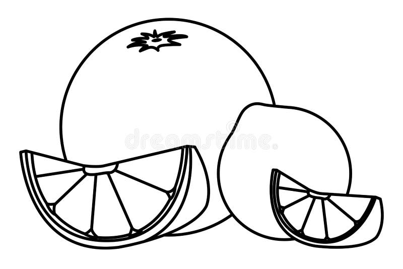 Pomarańcze i cytryna pokrajać citric owoc w czarny i biały. Pomarańcze i cytryna pokrajać citric owoc wektorowego ilustracyjnego graficznego projekt