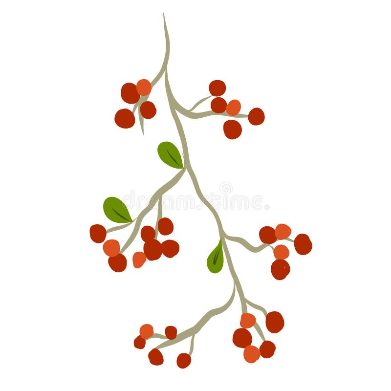 Pomarańczowe jagody na białym tle. Pomarańczowe jagody na białym tle element izolowany.