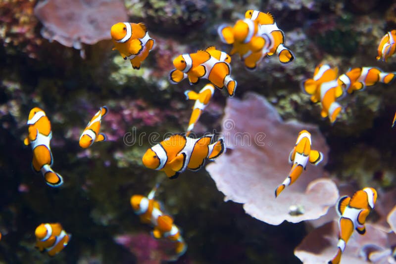 Pomarańczowy clownfish fotografia stock Pomarańczowy clownfish fotografia stock