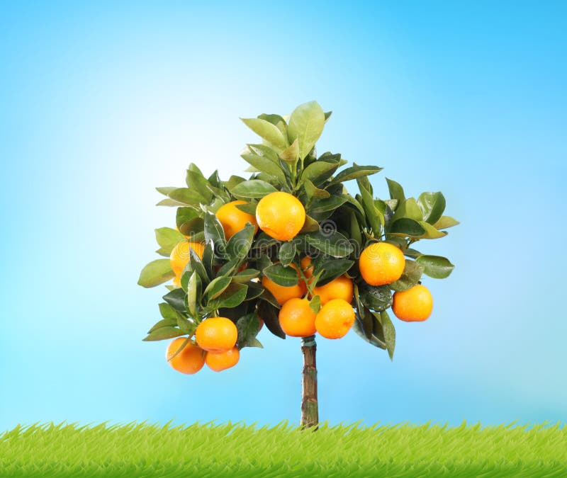 Pomarańczowy drzewo