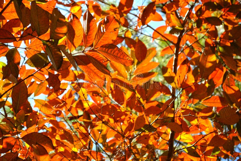 Pomarańczowy jesień liści tło na lesie