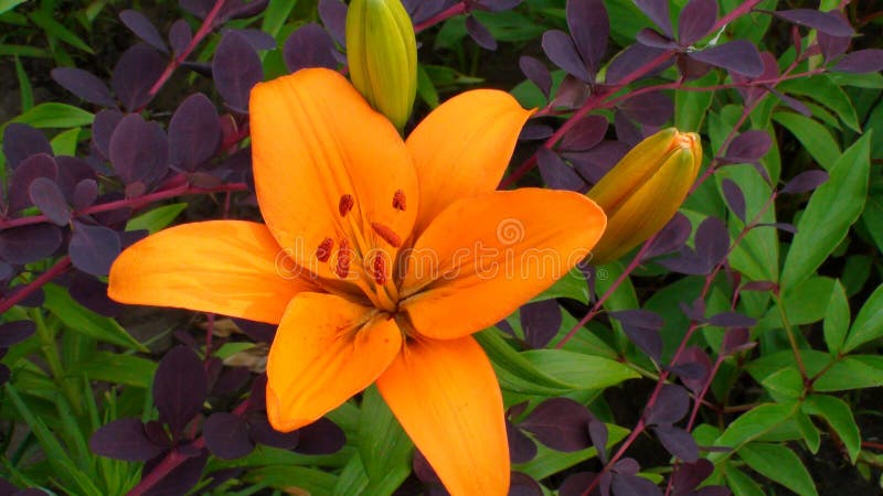 Beautiful dark yellow orange flower of LA Longiflorum Asiatic hybrid Lily of cultivar Indian Diamond on green and purple leaves of barberries background in the garden. Beautiful dark yellow orange flower of LA Longiflorum Asiatic hybrid Lily of cultivar Indian Diamond on green and purple leaves of barberries background in the garden