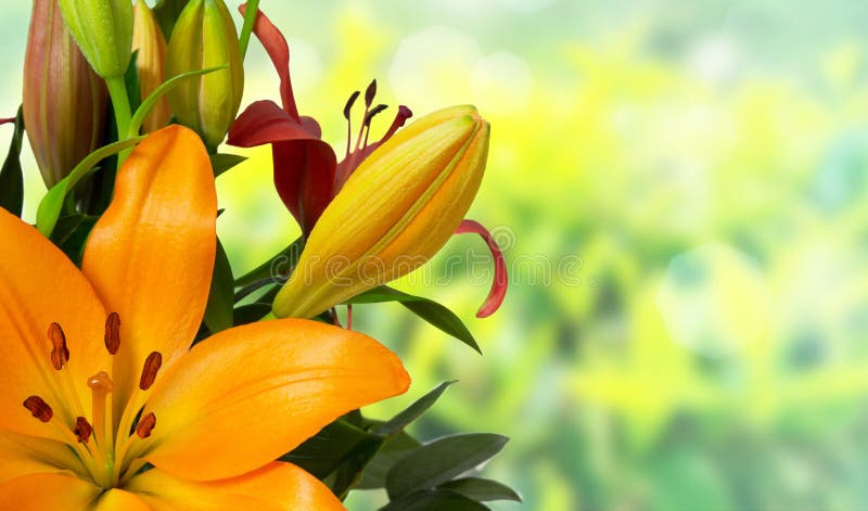 orange lilies flower bouquet with blur background. orange lilies flower bouquet with blur background