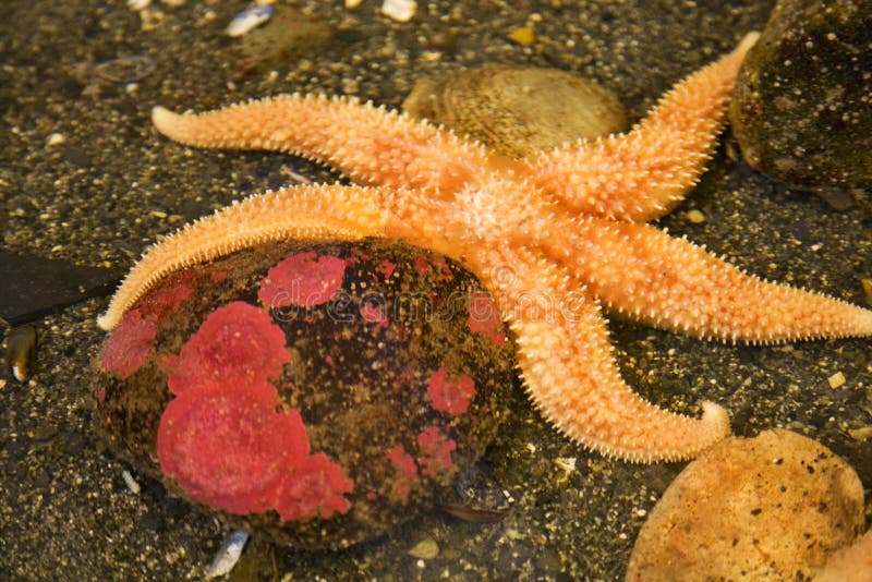 Bright Orange Pacific Starfish, Henricia leviuscula, echinoderm, Alaska. Bright Orange Pacific Starfish, Henricia leviuscula, echinoderm, Alaska